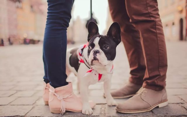 The Top Ten Ways People Use Their Dogs to Spot Red Flags in Their Dates