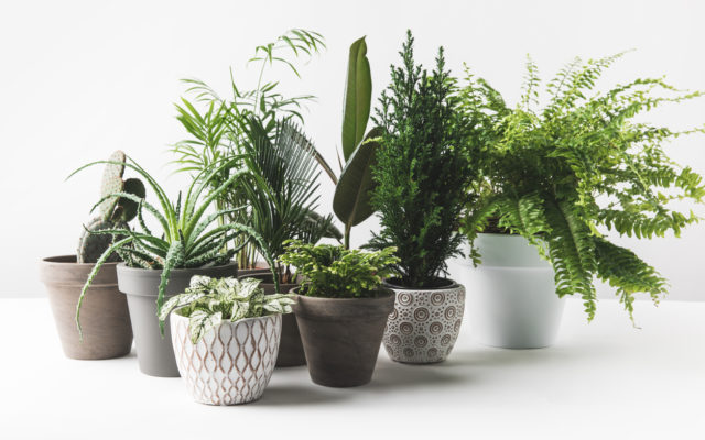Millennials Are Now Hiring Consultants to Help Keep Their Plants Alive