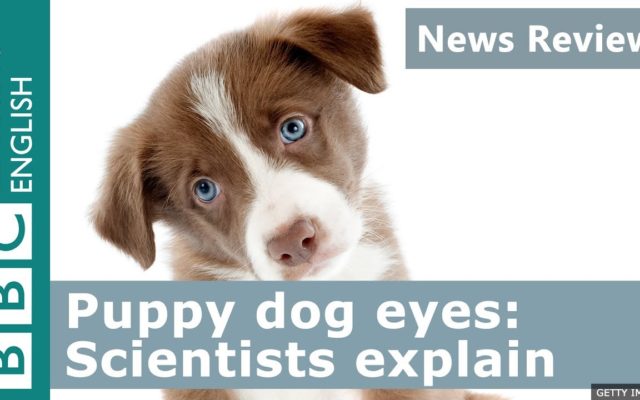 Scientists Have Figured Out Why Dogs Developed Their “Sad Puppy” Eyes