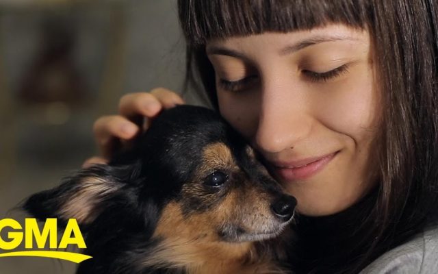 Eight Stats About Dog Owners