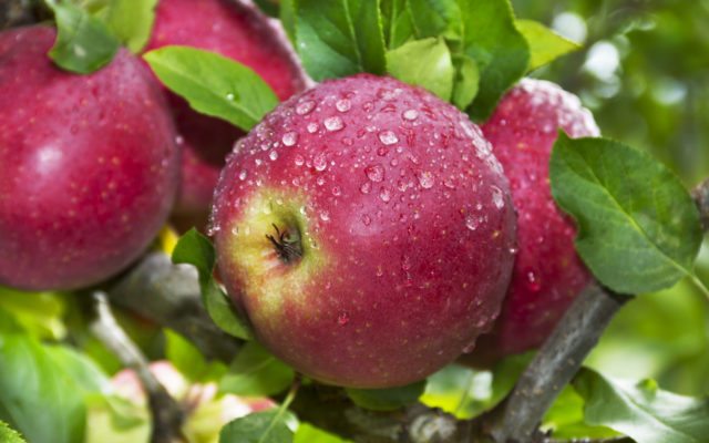 The “Apple a Day” Saying Is Wrong . . . You Should Really Eat Two