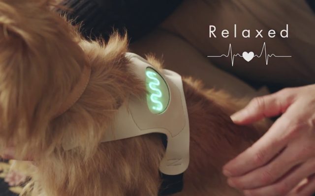 A New Dog Harness Tells You How Your Dog Is Feeling