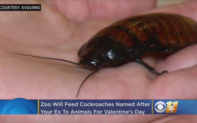 A Zoo Will Name a Rat (or Cockroach) After Your Ex and Feed It to a Snake